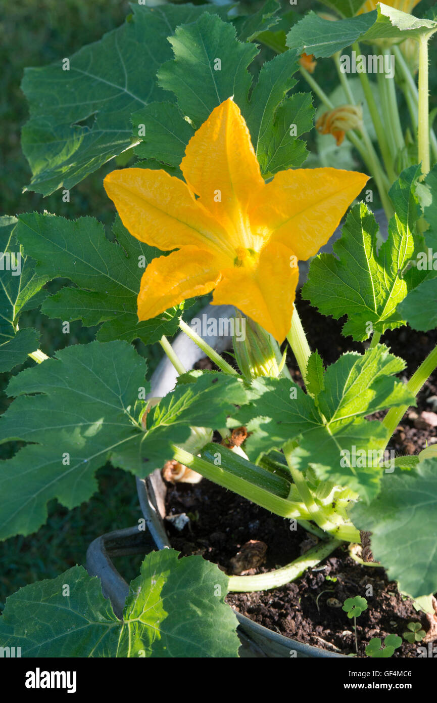 Cucurbita Pepo. Zucchini Pflanzen blühen in einer Metall-Wanne beleuchtet von Morgensonne. UK Stockfoto