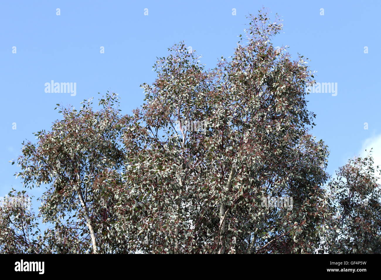 Eukalyptus-Baum gegen blauen Himmel Stockfoto