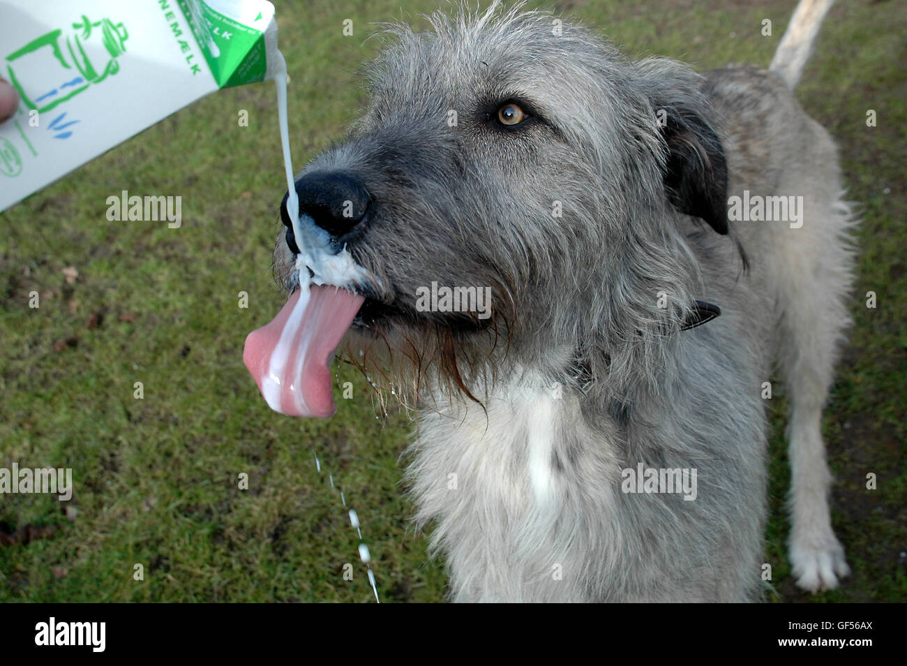 Irischer Wolfshund trinkt Milch aus der Flasche. Der Hund lange Zunge fängt einen guten Teil der Milch. Stockfoto