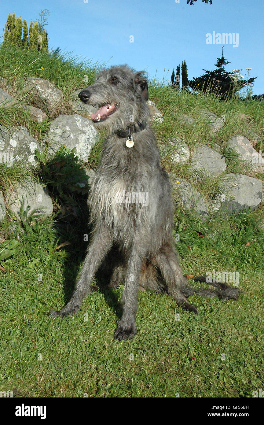 Scottish Deerhound setzt neben einer Steinmauer. Stockfoto