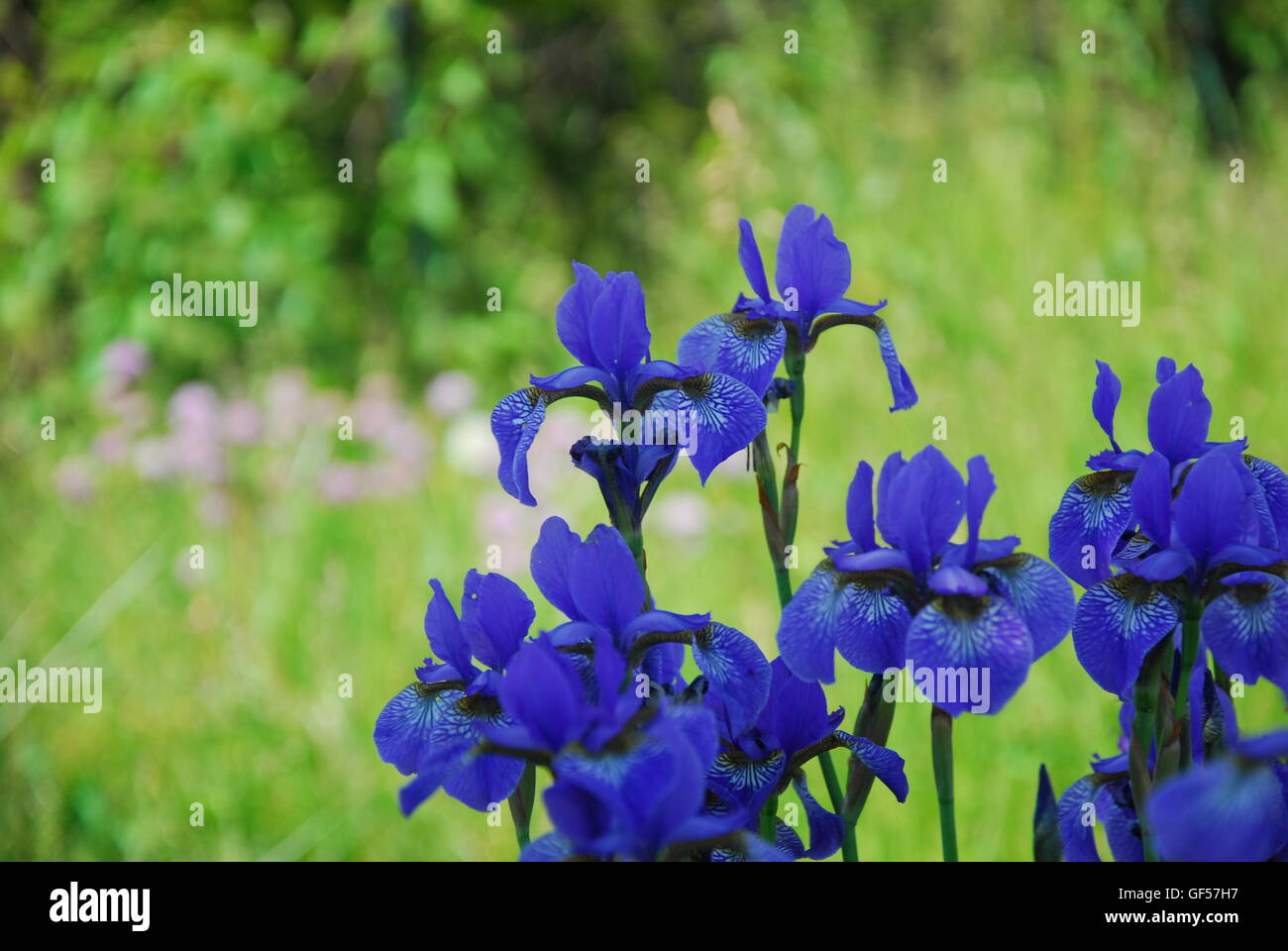 Iris Blume, Iris Barbata, blaue Iris Stockfoto