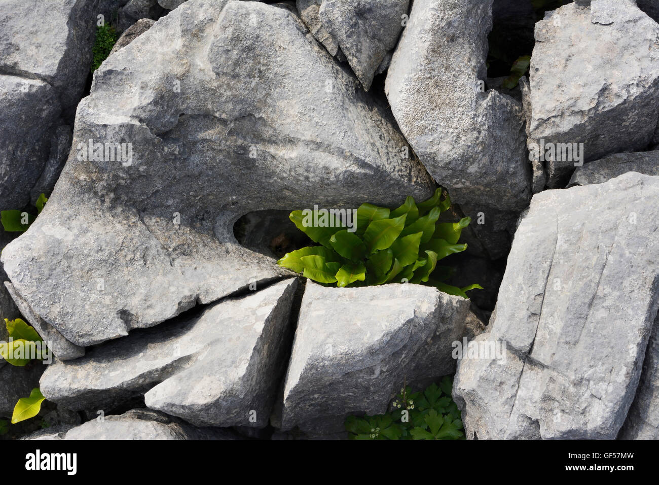 Kalkstein Pflaster in der Nähe von Ingleton, North Yorkshire National Park. Stockfoto