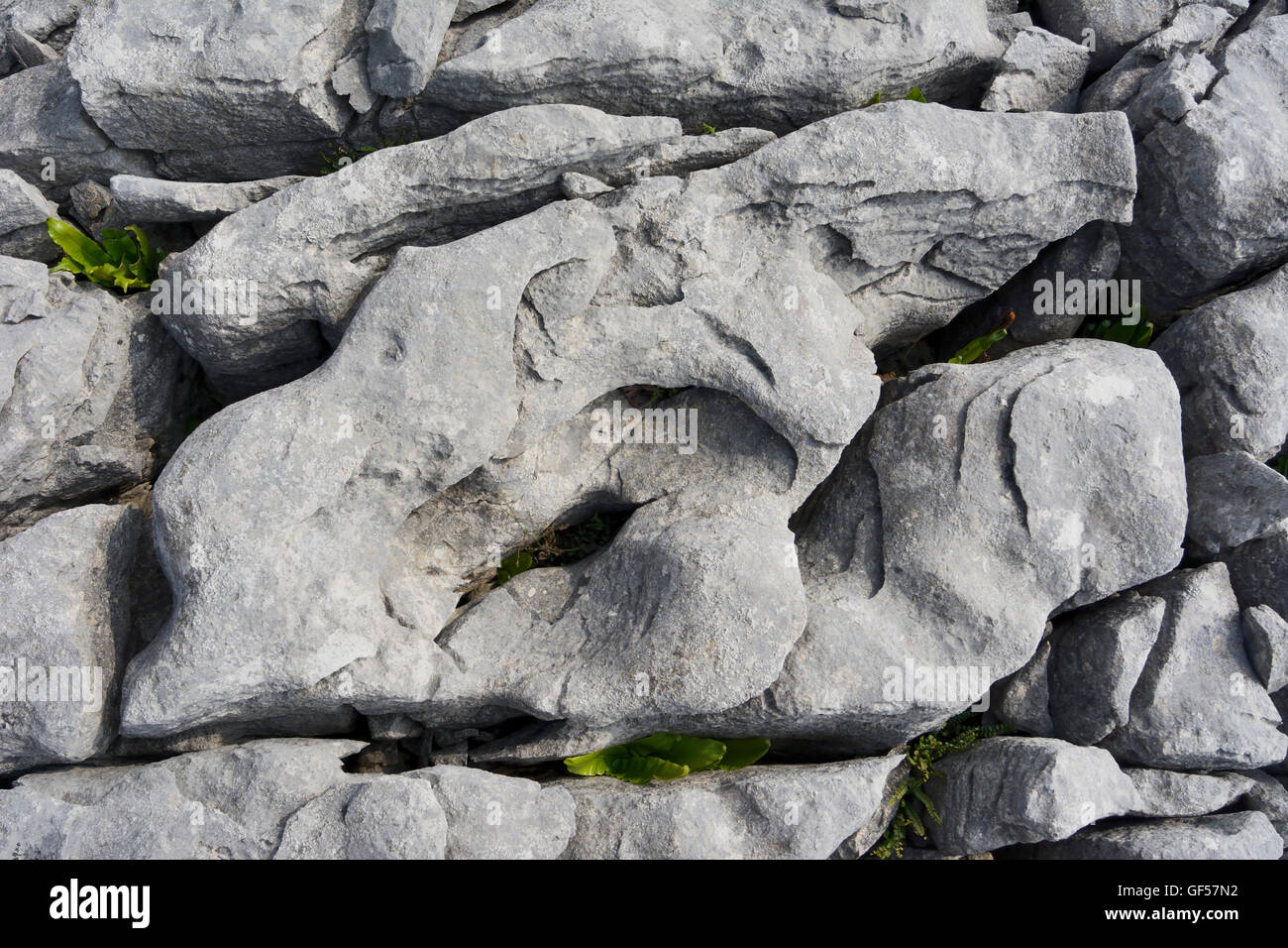 Kalkstein Pflaster in der Nähe von Ingleton, North Yorkshire National Park. Stockfoto
