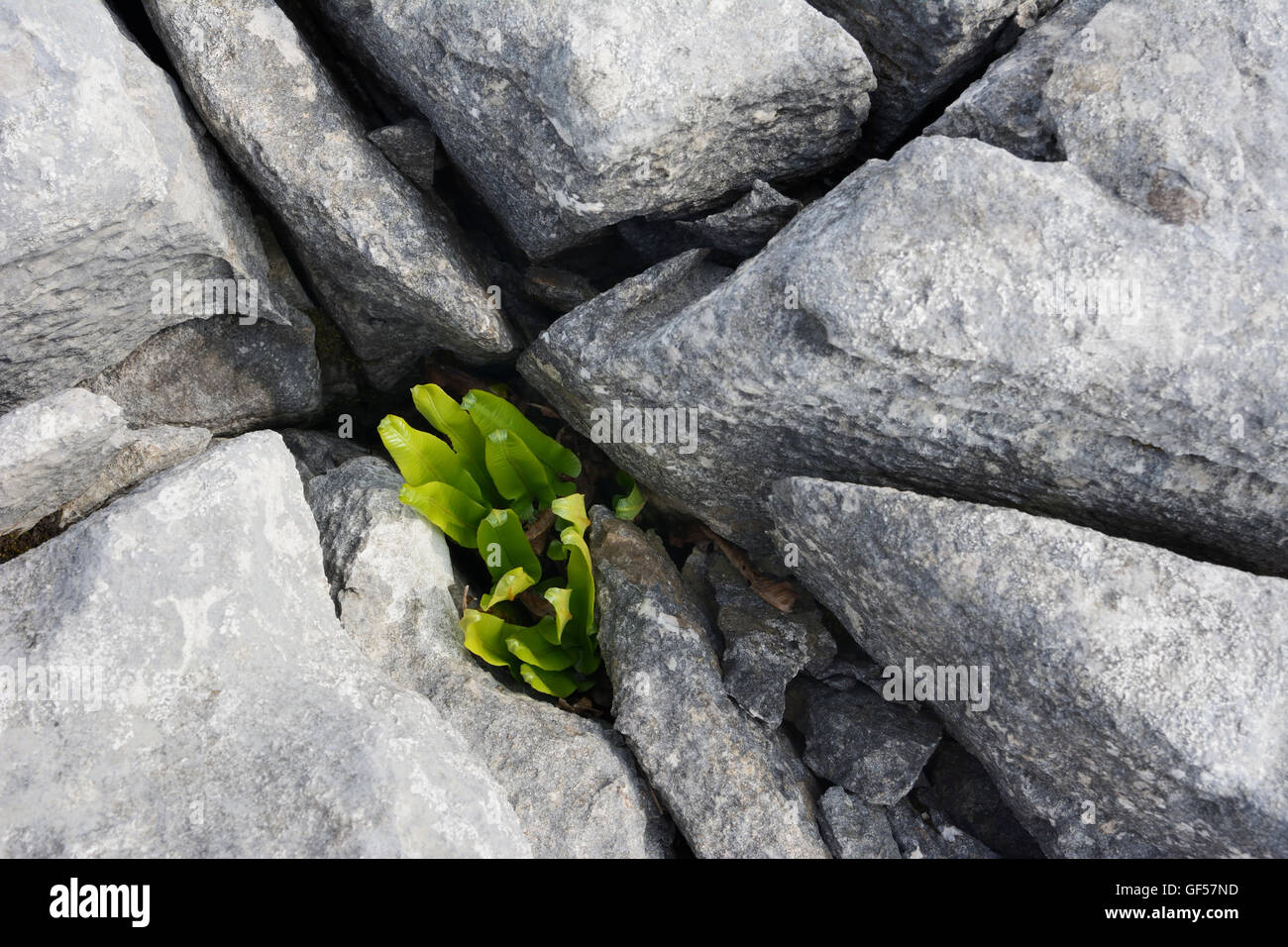 Kalkstein Pflaster in der Nähe von Ingleton, North Yorkshire National Park. Stockfoto