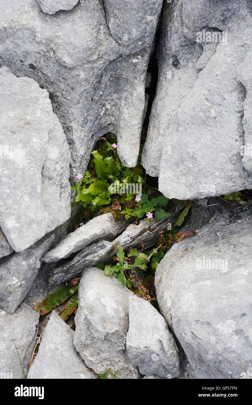 Kalkstein Pflaster in der Nähe von Ingleton, North Yorkshire National Park. Stockfoto