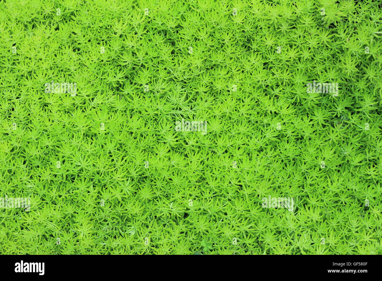 grüne Torfmoos oder Sphagnum-Moos Stockfoto