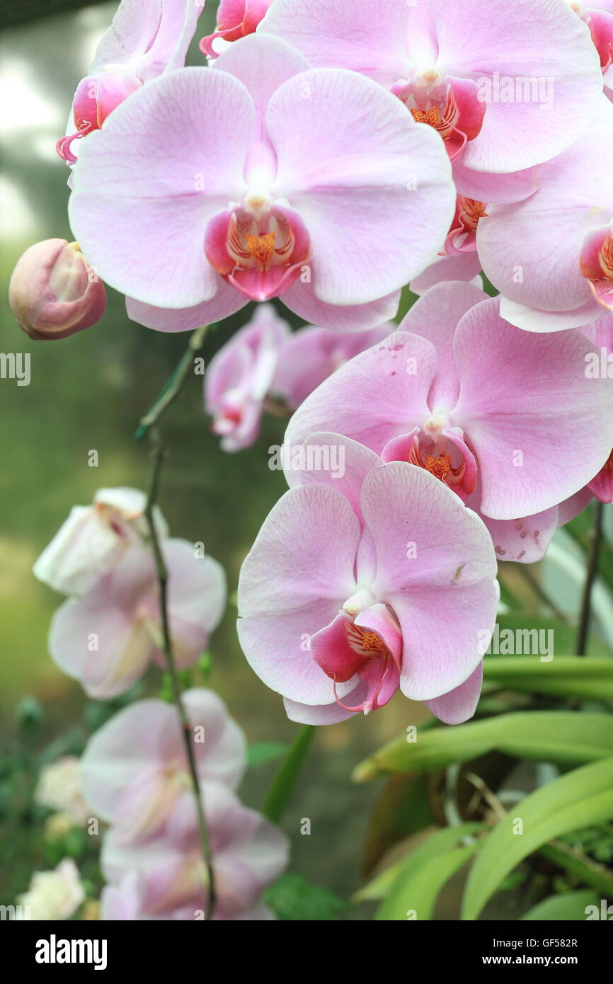 schöne rosa Orchideen Stockfoto