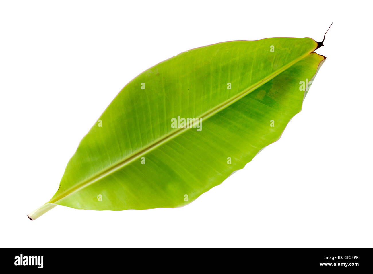 Banana Leaf frische isoliert auf weiß mit Beschneidungspfad Stockfoto