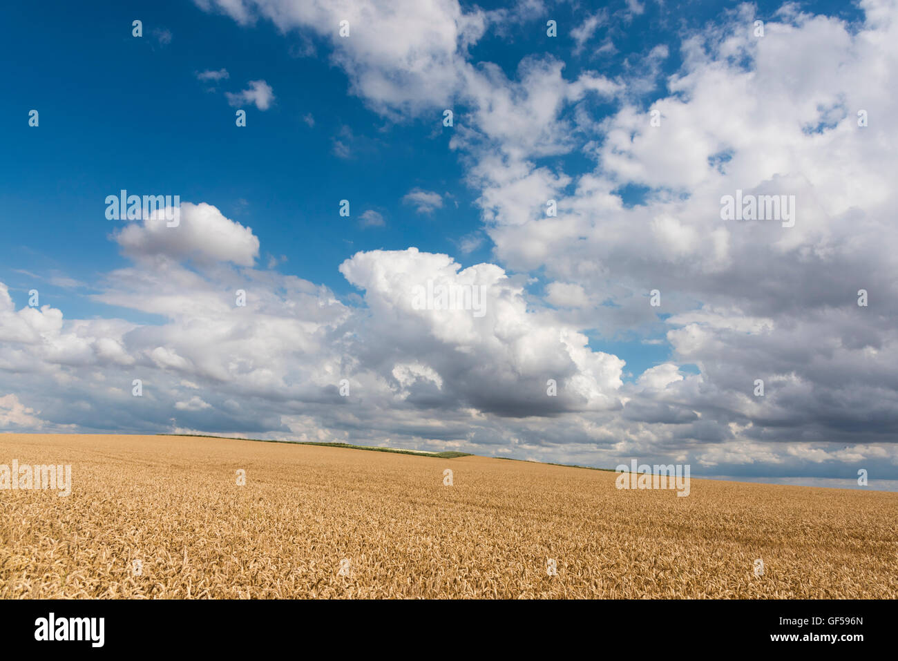 Eine Landschaft von Weizenfeld mit Cumulus-Wolken und Sonnenschein in Cambridgeshire East Anglia UK Stockfoto