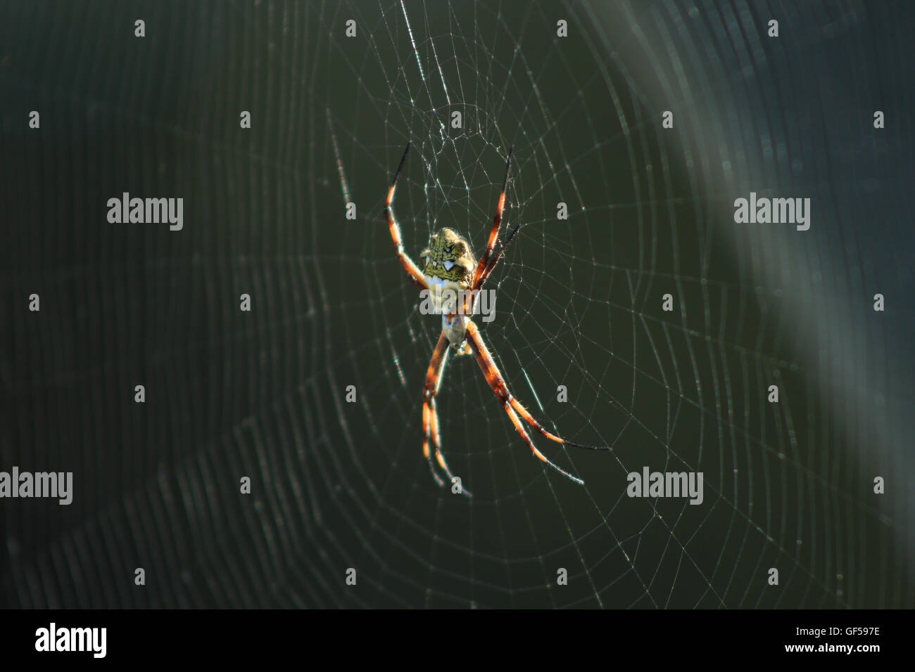 Ein Orb Weaver Spider Web in Cotacachi, Ecuador Stockfoto