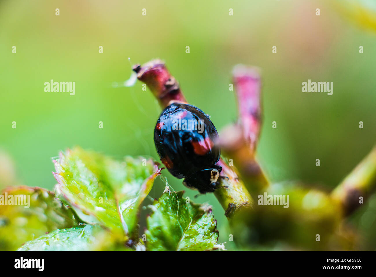 der Harlekin-Marienkäfer Leben in meinem Garten Ray Boswell Stockfoto