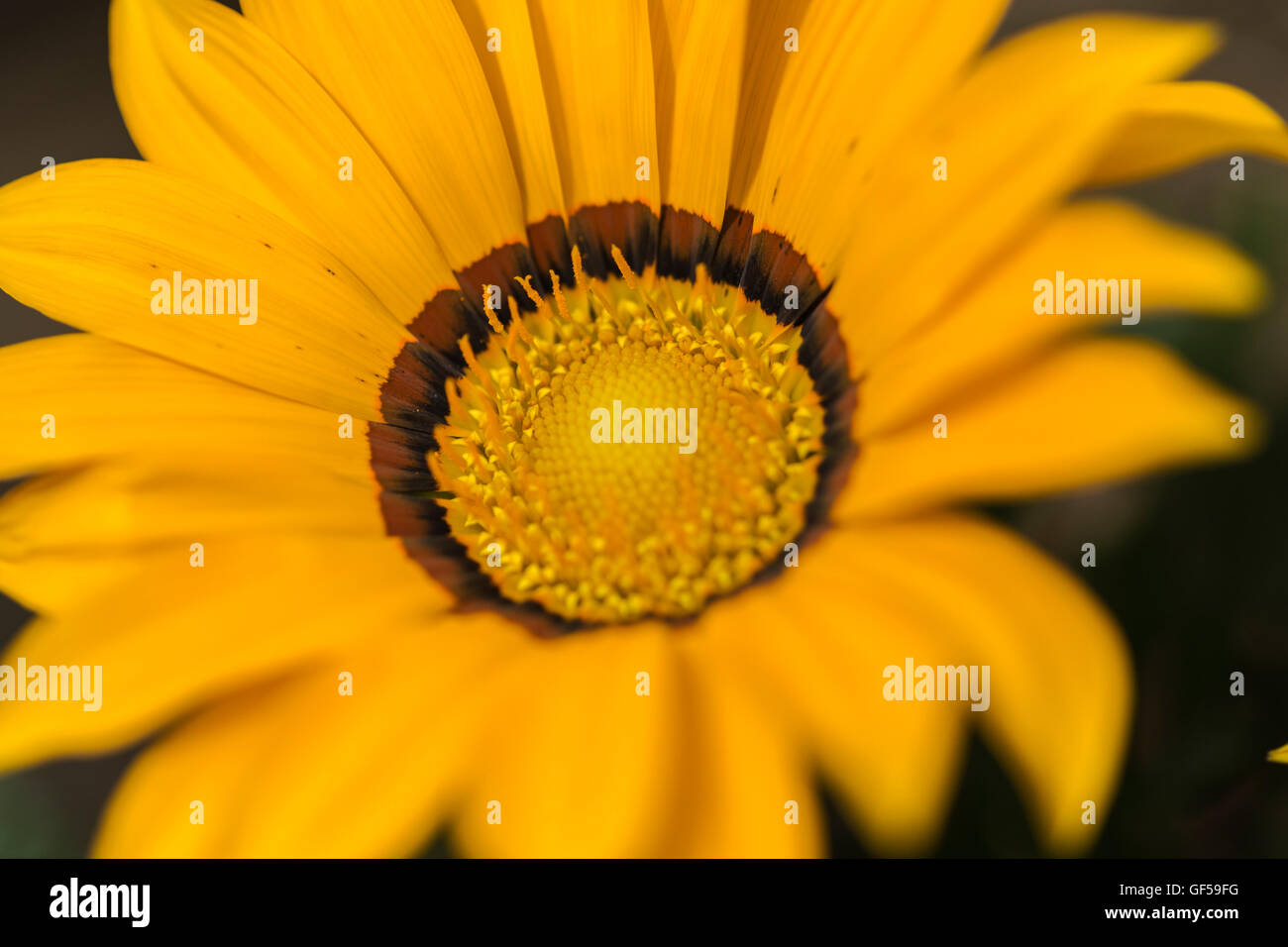 Leuchtend gelbe Gazanien Stockfoto