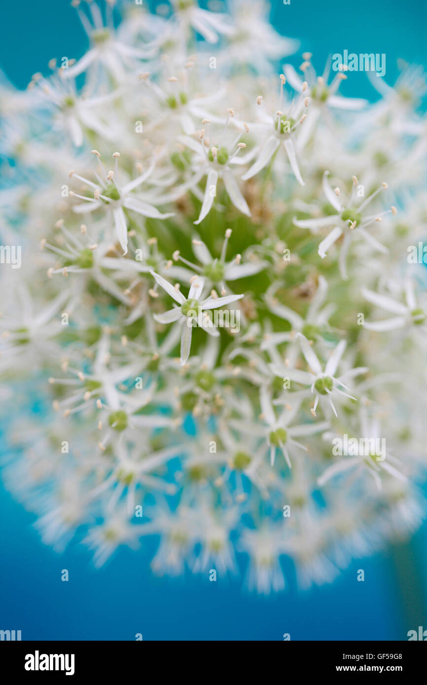 romantische Mount Everest Allium auf blauem weichem zeitgemäß Jane Ann Butler Fotografie JABP1091 Stockfoto