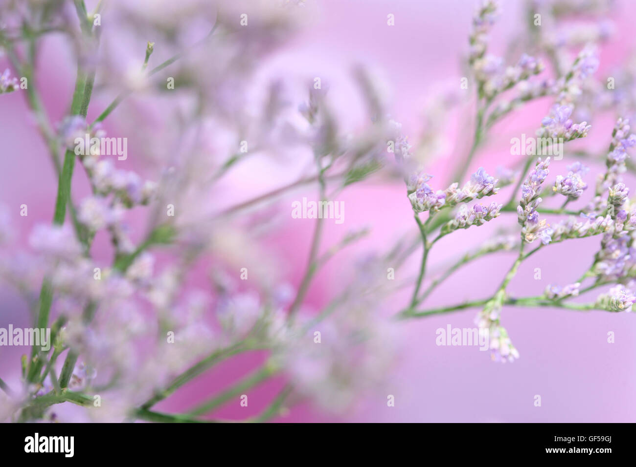 Limonium Overig Maine violett, blau, langlebigen Wiese Blume Jane Ann Butler Fotografie JABP1480 Stockfoto