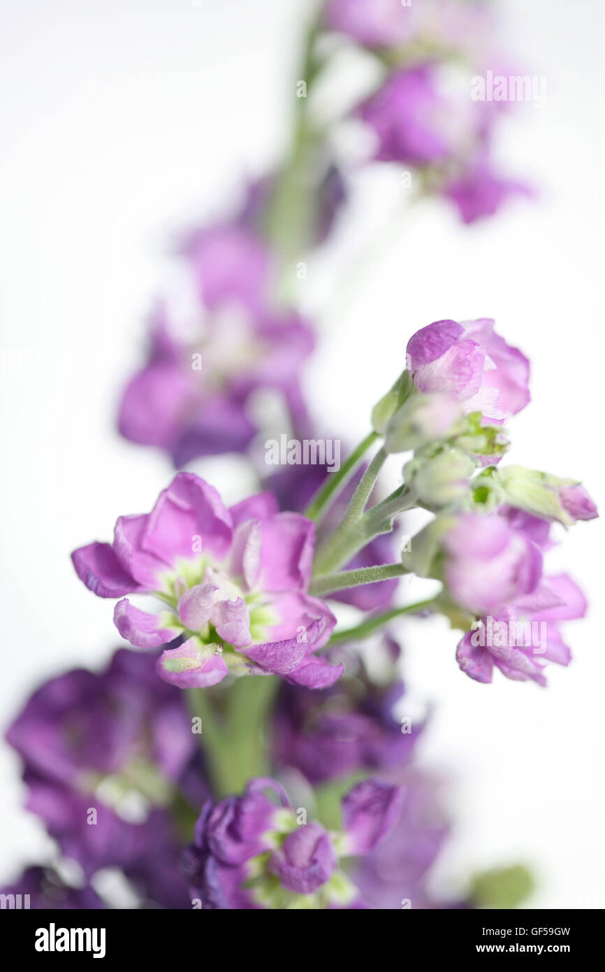 lila Delphinium Blumenstilleben - Sprache der Blumen großes Herz und Spaß Jane Ann Butler Fotografie JABP1486 Stockfoto