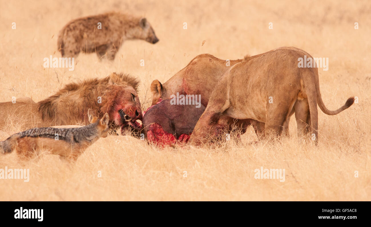Der Stolz der Löwen, der sich im Ngorongoro-Krater in Afrika von Wildbesten ernährt Stockfoto