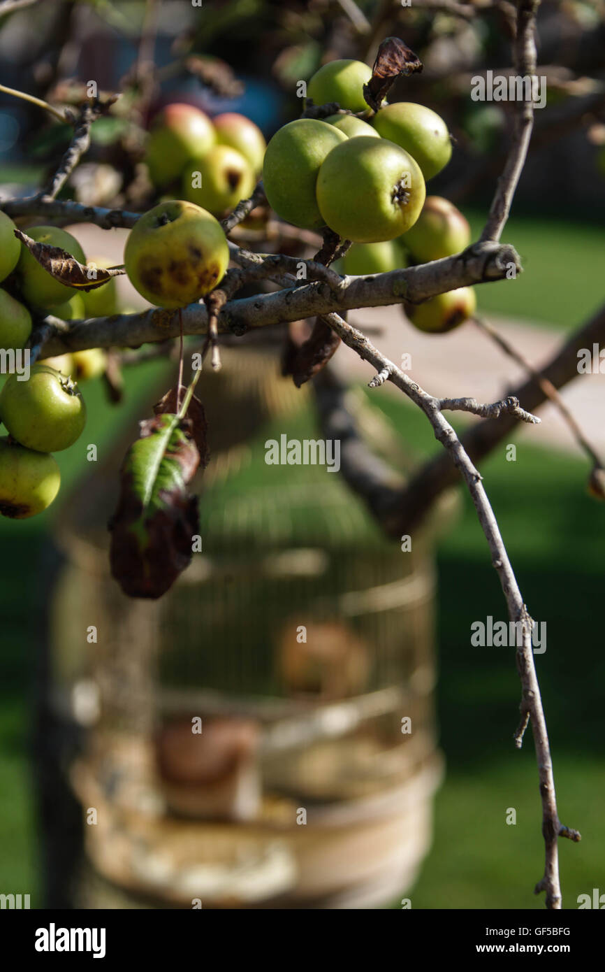 Äpfel Stockfoto