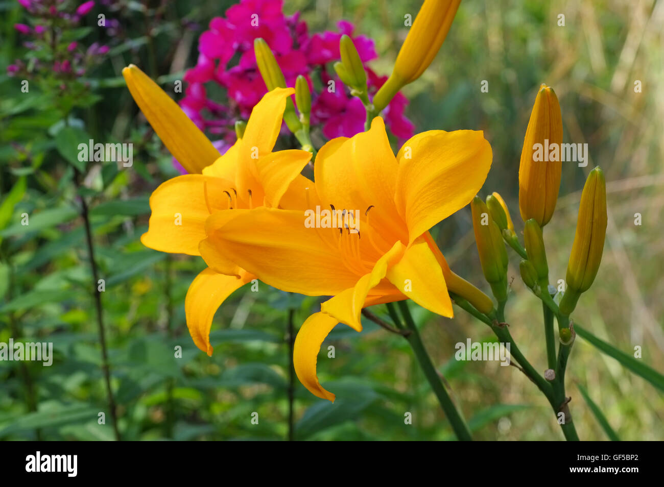 Taglilie der Sorte Reverend Traub - Taglilien der Gattung Reverend Traub im Sommer Stockfoto