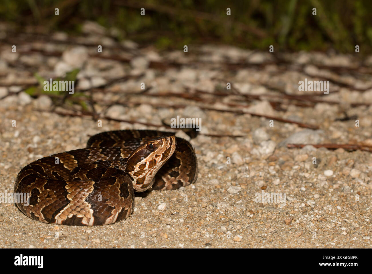 Florida Cottonmouth Angeberei seine Reißzähne - Agkistrodon Piscivorus conanti Stockfoto