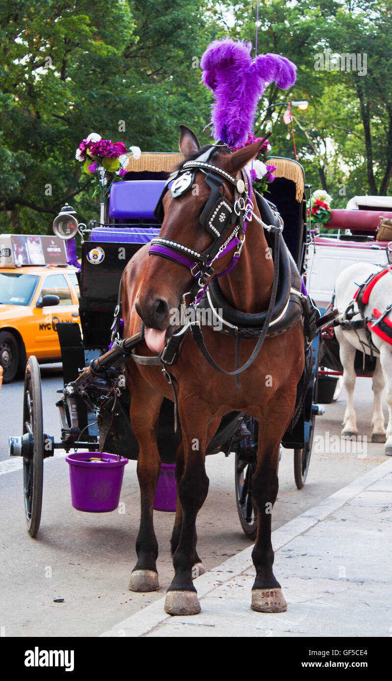 Central Park Pferd Kutschfahrten in Manhattan New York Stockfoto