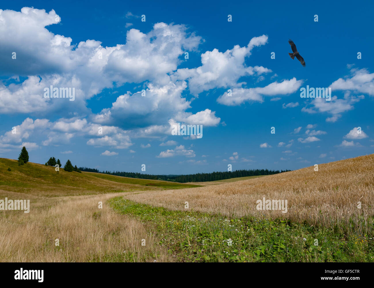 Kulturlandschaft mit einem Vogel in den Himmel Stockfoto Kulturlandschaft mit einem Vogel in den Himmel Stockfoto