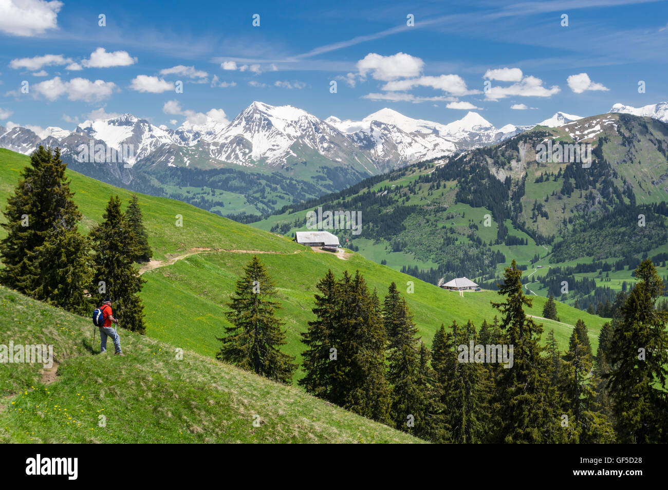 Wanderer auf eine Spur in den Schweizer Alpen im Bereich Saanenland/Simmental, genießen den Blick auf die schneebedeckten Berge. Stockfoto