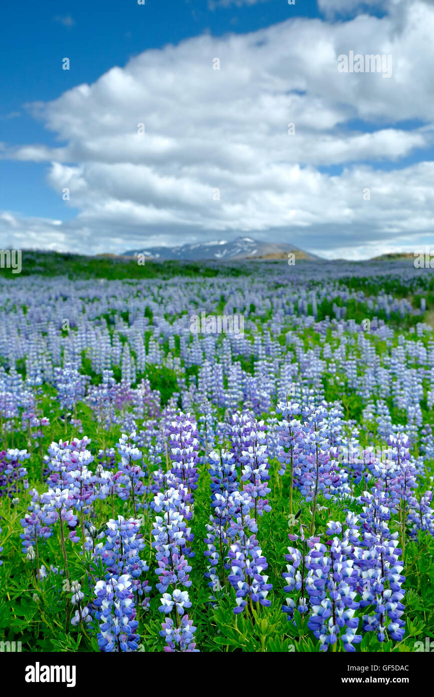 Lupine (Lupinus Arcticus) Blumenwiesen und Berge in der Ferne, in der Nähe von Kerlingarfjoll, Island Stockfoto
