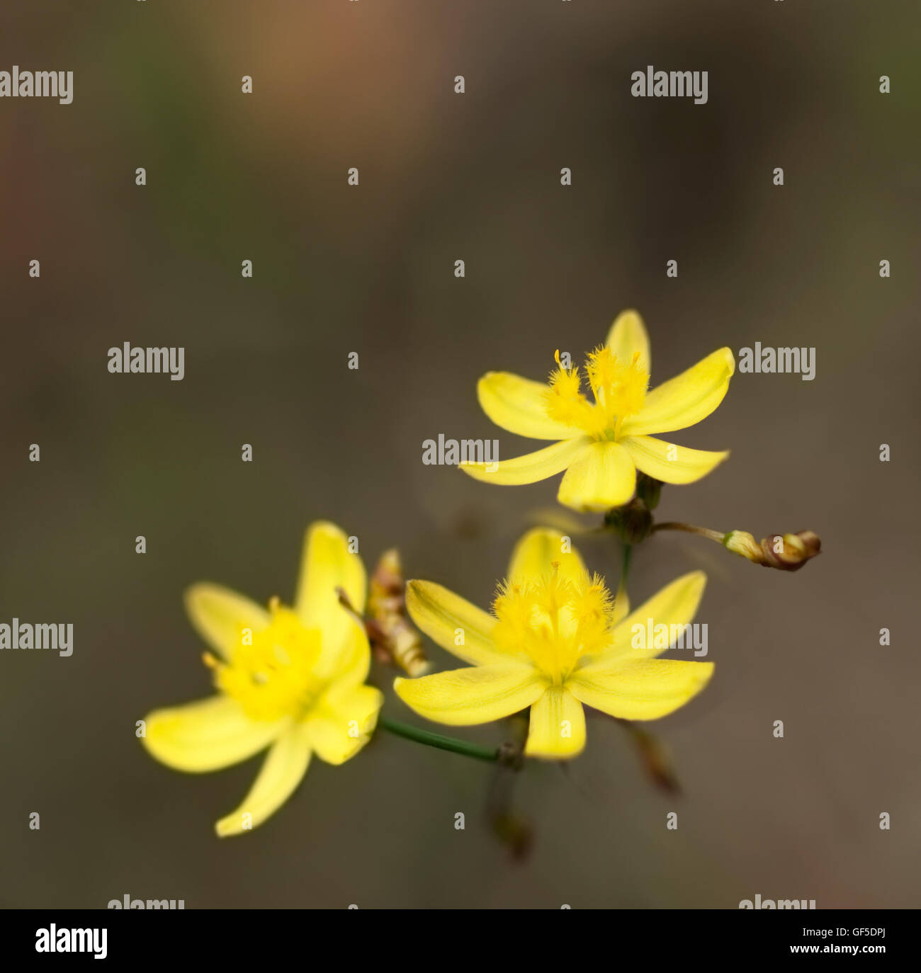 Pring gelbe Rush Lilie Australian Wildflower Tricoryne simplex Blume Hintergrund Stockfoto