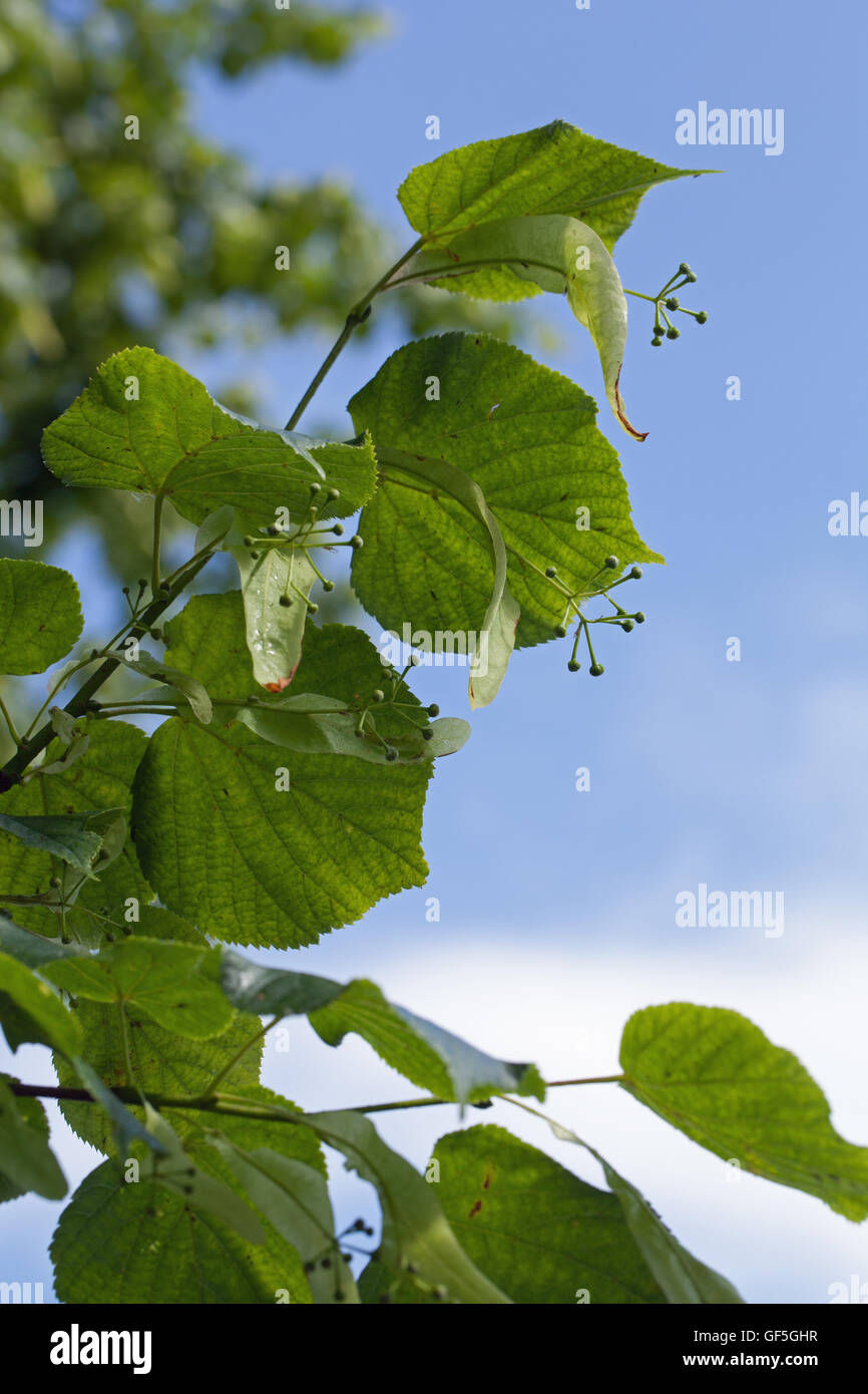 Linde (Tilia sp.). Geflügelte Früchte noch zu Ast befestigt. Stockfoto