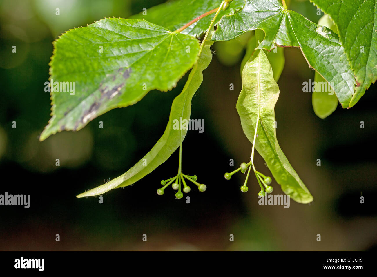 Kleinblättrige Linde (Tilia Cordata). Geflügelte Früchte noch zu Ast befestigt. Stockfoto