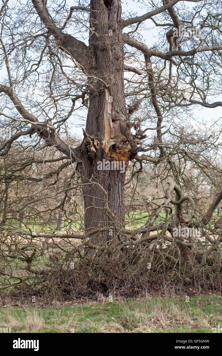 Englisch-Eiche (Quercus Robur). Betonte untere Extremität der Seite gerissen und vom Stamm gefallen. Management verlassen zugunsten der Biodiversität. Stockfoto