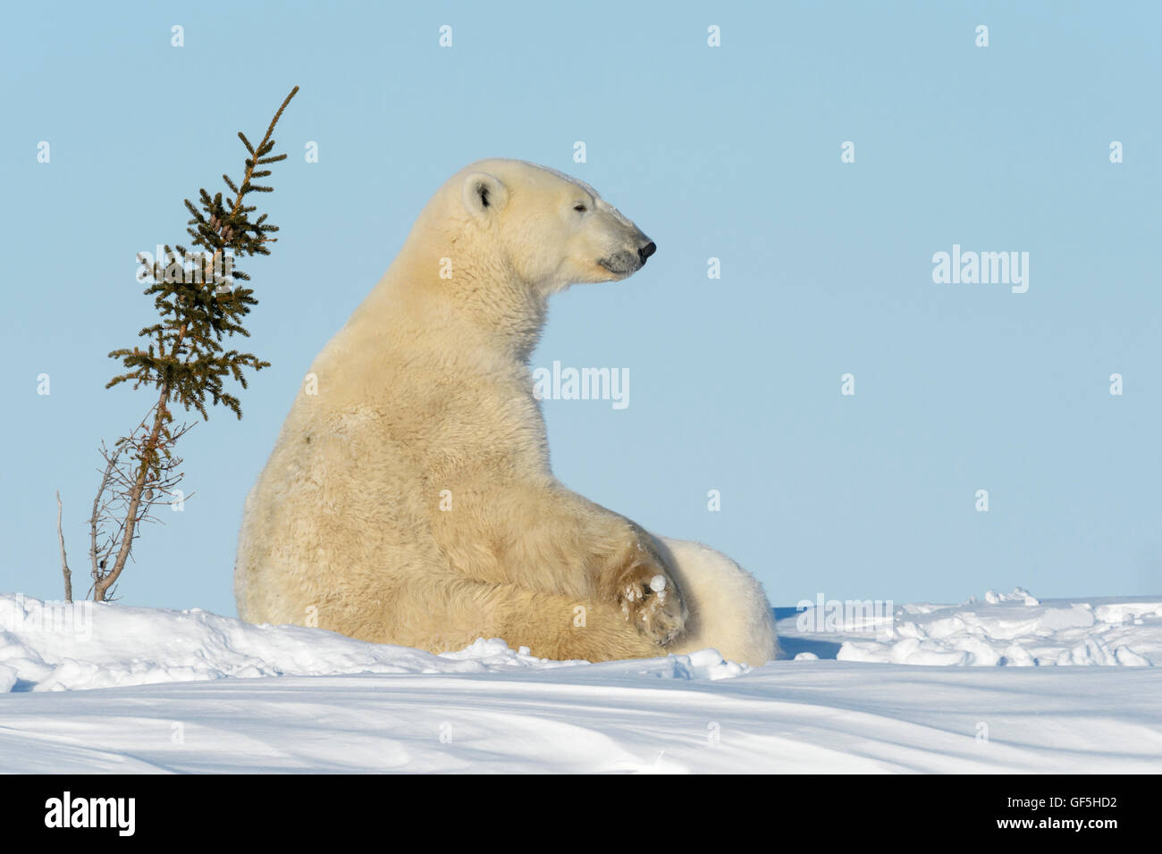 Eisbär-Mutter (Ursus Maritimus) Pflege und Fütterung zwei Cubs, Wapusk-Nationalpark, Manitoba, Kanada Stockfoto