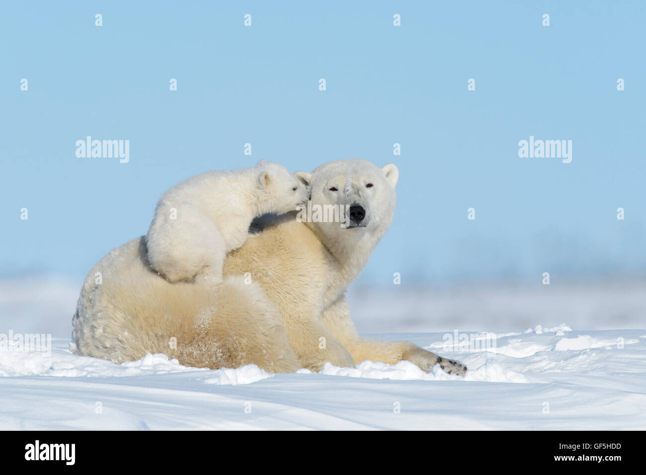 Eisbär-Mutter (Ursus Maritimus) spielen mit Cub, Wapusk-Nationalpark, Manitoba, Kanada Stockfoto