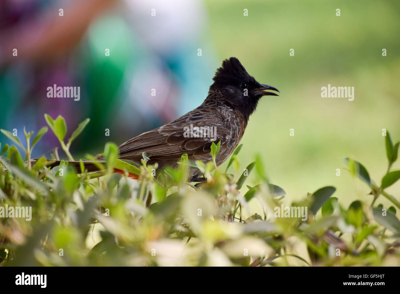 Rot entlüftet Bulbul Stockfoto