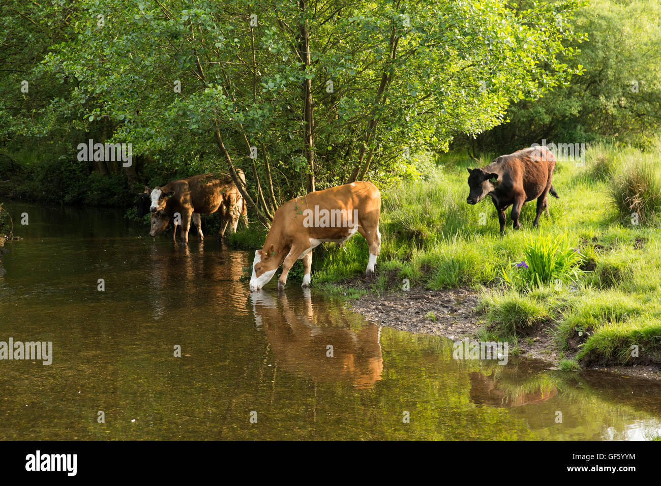 Kühe im Stream bei Sonnenuntergang am Wyndley Pool trinken Tor Eintritt in Sutton Park in den West Midlands. Stockfoto