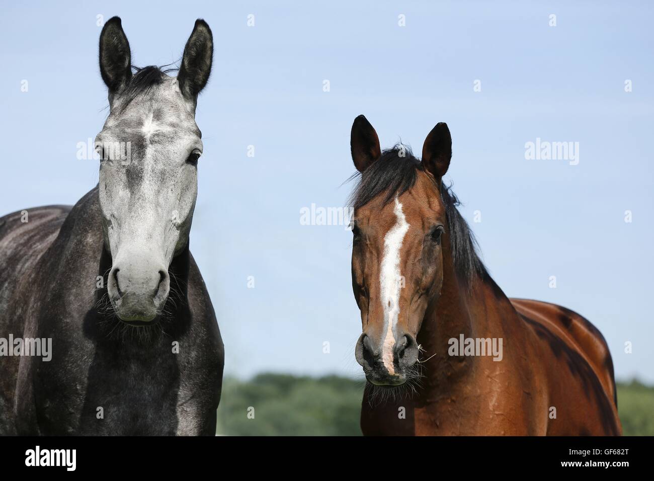 2 Pferde Stockfoto