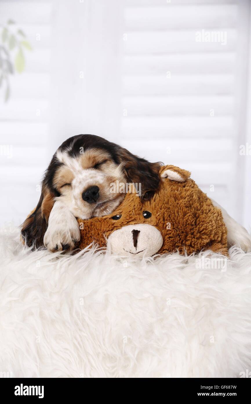 Englisch Cocker Spaniel Welpen schlafen Stockfoto