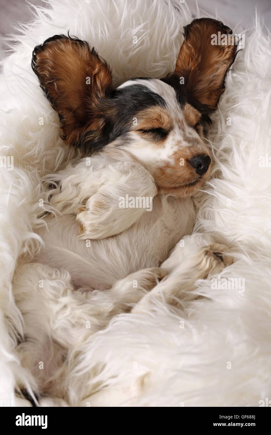 Englisch Cocker Spaniel Welpen schlafen Stockfoto