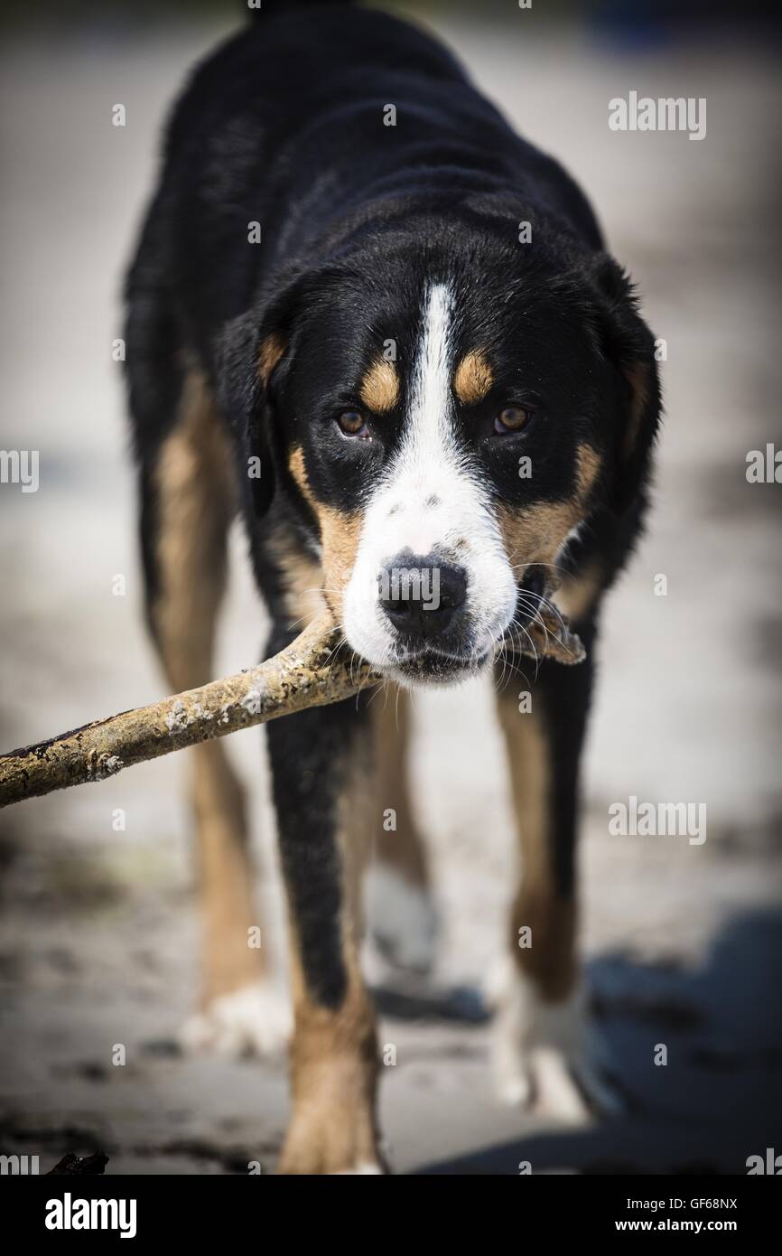 Großer Schweizer Sennenhund Stockfoto