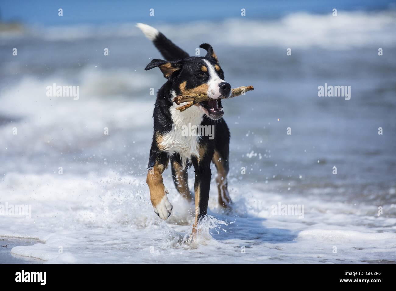 spielen mehr Schweizer Sennenhund Stockfoto