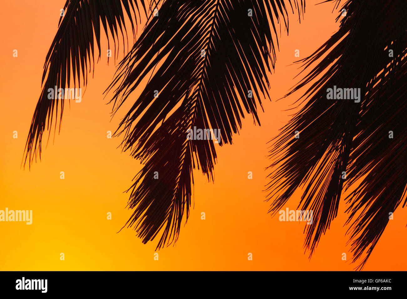 Palmblätter Goa Sonnenuntergang closeup Stockfoto