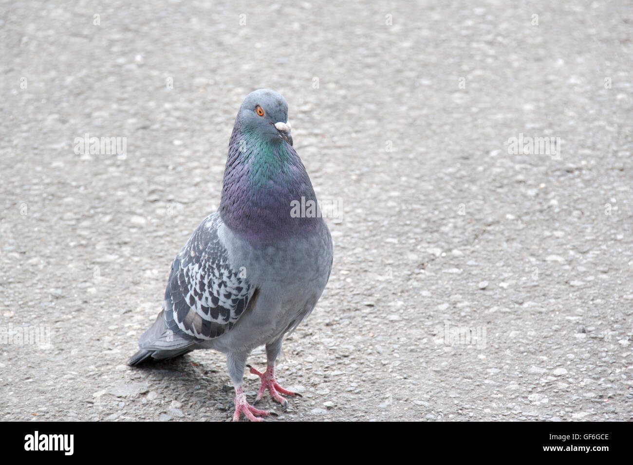 Eine Taube auf der Straße Stockfoto