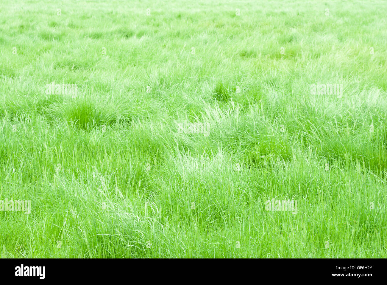 Leichte Brise im Feld nahtlose weiche Unkraut Stockfoto