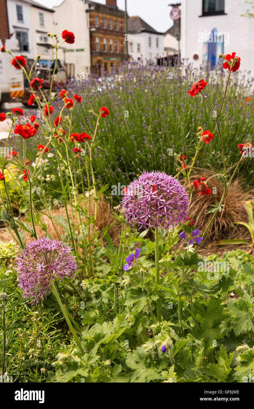 Großbritannien, England, Devon, Honiton, High Street, Allium Blumen unter Blumen Pflanzen außerhalb St. Pauls-Kirche Stockfoto