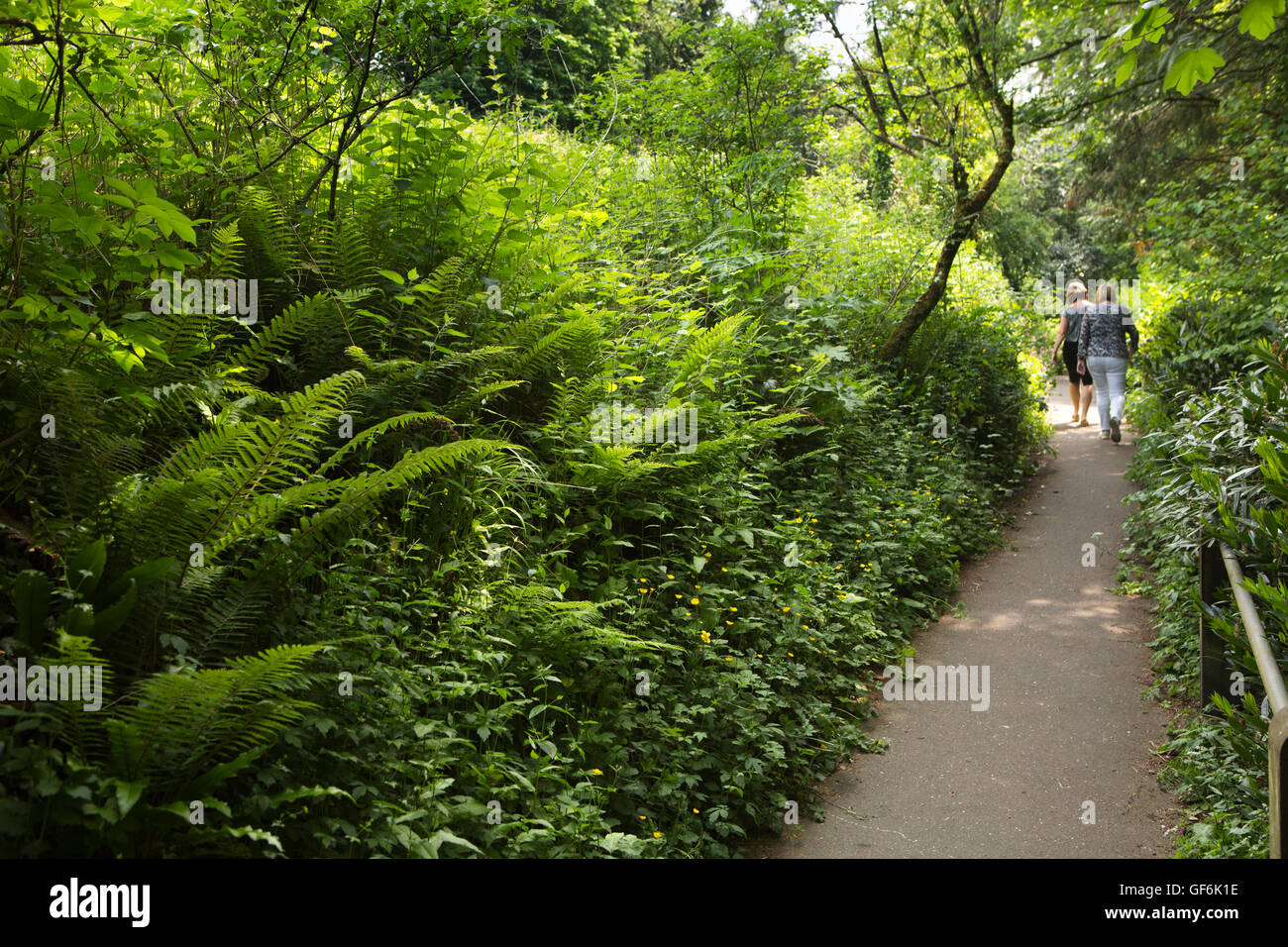 Großbritannien, England, Devon, Honiton, The Glen, zwei Frauen zu Fuß auf Waldweg Stockfoto