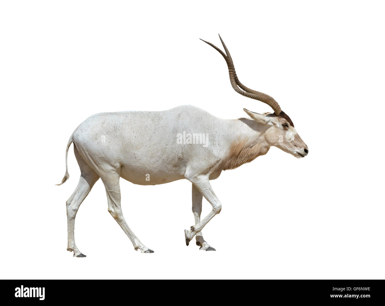 Schöne Addax isoliert auf weißem Hintergrund Stockfoto