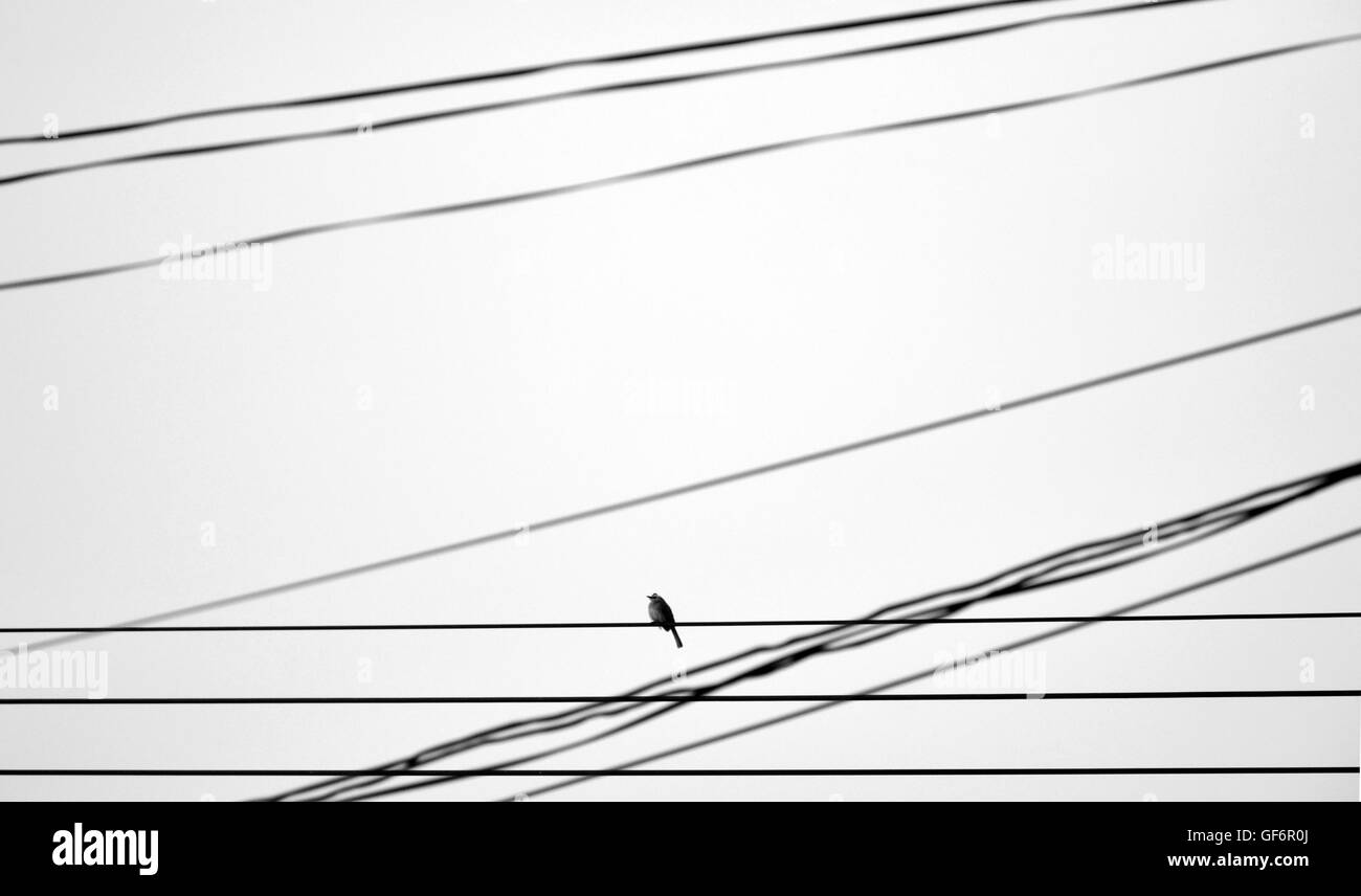 einsamer Vogel auf Draht - Stil Monochrom Stockfoto