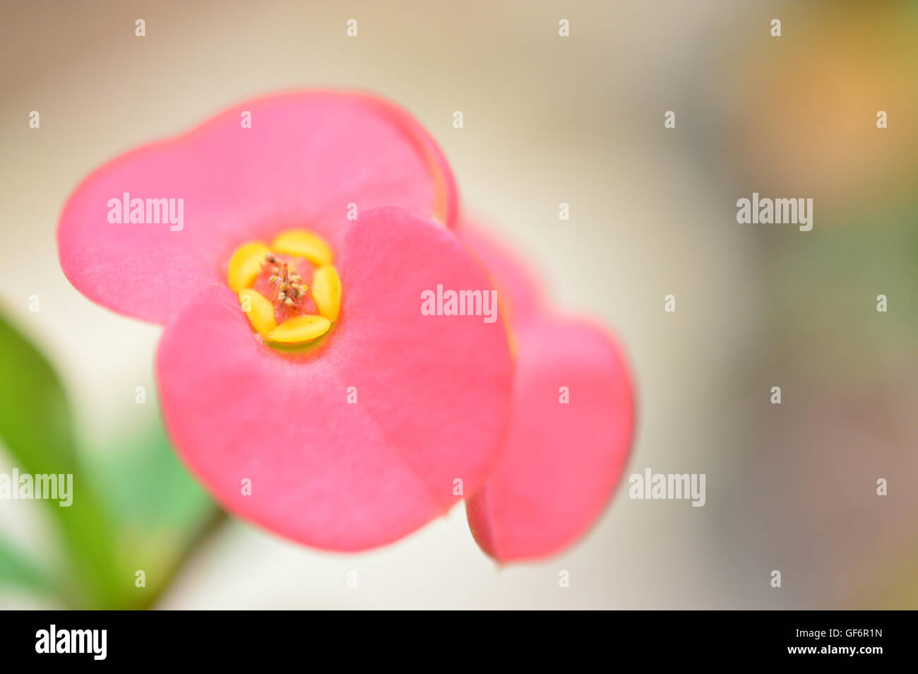 geschlossen bis heißen Rosa Krone Thorn Blume Stockfoto