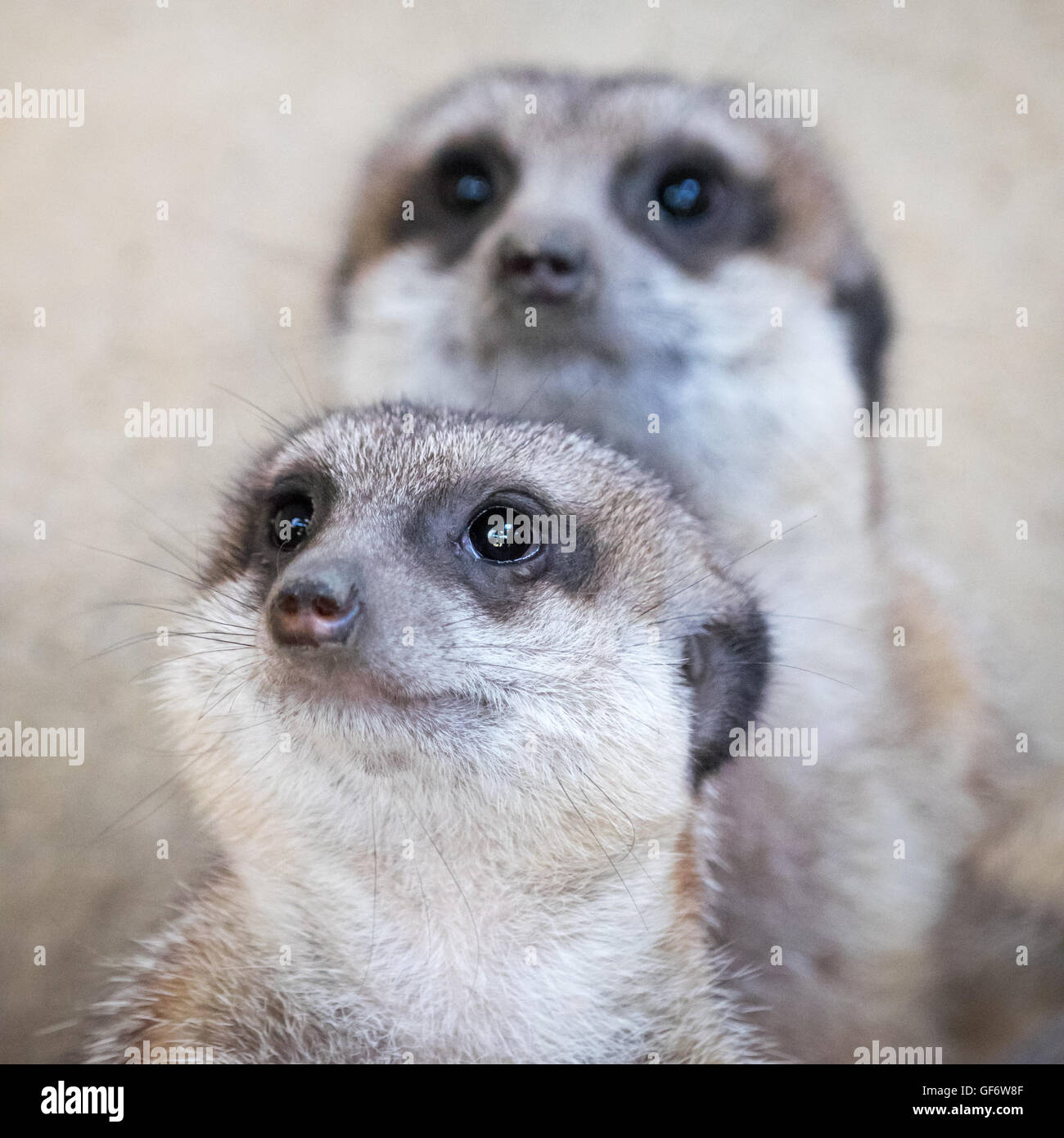 Ein paar Erdmännchen (Suricata Suricatta), in Gefangenschaft im Zoo von Calgary in Calgary, Alberta, Kanada. Stockfoto