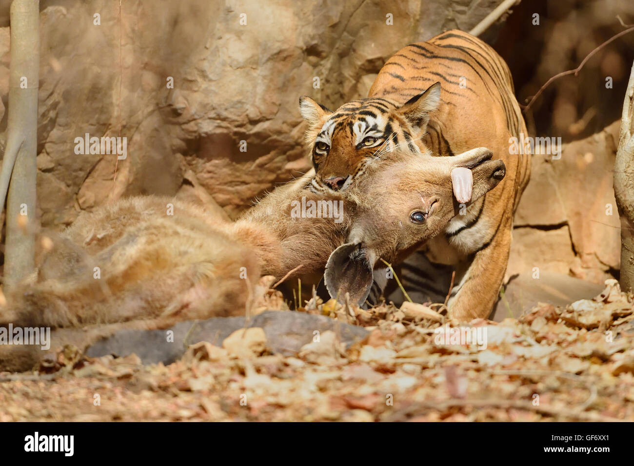 Wilden Bengal-Tiger töten eine Sambar-Hirsche in Ranthambhore Nationalpark in Indien Stockfoto